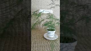 Plumosa fern from my Online Plant Nursery in Phoenix AZ [upl. by Imena604]