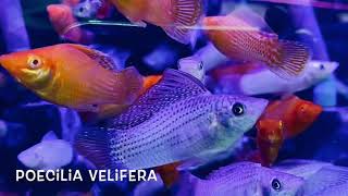 Poecilia Velifera The Yucatan Molly [upl. by Gilpin]