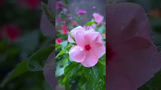 Noyontara flower🌸shortvideo garden gardenplants nature foryou [upl. by Kutchins349]