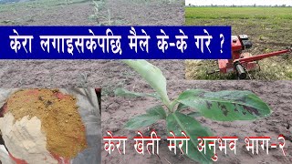 केरा लगाइसकेपछि मैले केके गरे  What did I do after planting bananas My Experience Part2 [upl. by Acirrej]