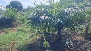 14 months young oil palm plants at Maddigunta Sisters Oil Palm Garden Garlavoddu [upl. by Adekam59]