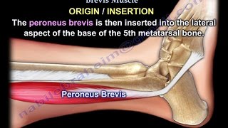 Anatomy Of The Peroneus Brevis Muscle  Everything You Need To Know  Dr Nabil Ebraheim [upl. by Keelia193]