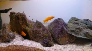 LELUIPI BREEDING PROJECT  Lake Tanganyikan Cichlids [upl. by Assilac471]