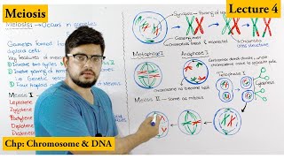 Meiosis  Stages of Meiosis  Cell cycle  Lecture 4 [upl. by Sparkie449]