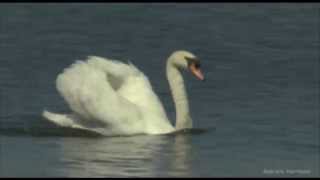 Karneval der Tiere  Der Schwan [upl. by Florrie]