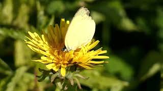 Northern Grass Yellow Butterfly Sips Floral Nectar of Common Dandelion 240fps [upl. by Ahsropal]