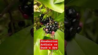 🛑Ardisia Elliptical Coralberry 🛑 shortvideo shorts short plants [upl. by Ane117]