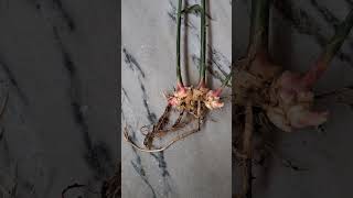 Ginger plant with rhizome [upl. by Arvid]