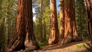 The Redwood Trees  World Tallest Trees [upl. by Yliram]