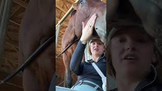 horse show vibes horse equestrian horsegirl barnvlog [upl. by Atnoled]