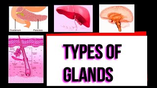 Types of glands I Exocrine I Endocrine I Merocrine I Apocrine I Holocrine I Serous I Mucous I [upl. by Linker717]