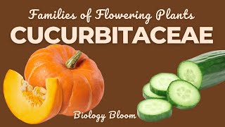 Cucurbitaceae Family Gourd or Sponge Family  Characteristics Economic Importance  Biology Bloom [upl. by Einnaoj]