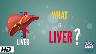 What is Liver Anatomy Parts and Function [upl. by Ethben956]