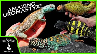 THE BEST UROMASTYX BREEDER IN EUROPE  Revisited [upl. by Harehs572]