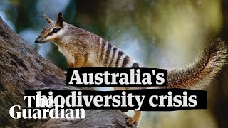 Why Australias biodiversity is in trouble [upl. by Aloysia991]