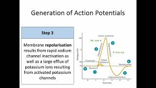 AH Biology 14d Part 1  Nerve Impulse Transmission  Generation of a Nerve Impulse [upl. by Adnolat601]