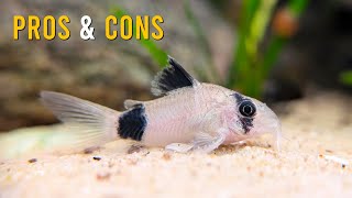 Panda Corydoras Took Over My Community Aquarium And Im OBSESSED [upl. by Dorolice]