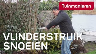 Vlinderstruik Buddleja snoeien hoe doe je dat  Tuinmanieren [upl. by Ain564]