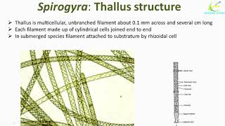 Spirogyra Algae structureOccurence of SpirogyraSpirogyra Cell structureSpirogyra thallus [upl. by Maya]