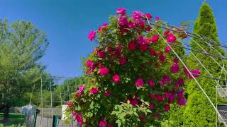 Zephirine Drouhin Climbing Rose  Thorn less Heirloom Rosescom Backyard Garden Highlights [upl. by Ilzel635]