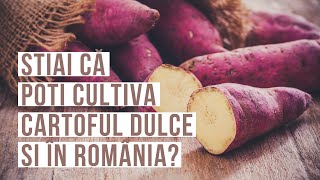 Cultivarea CARTOFULUI DULCE este posibilă și in țara noastră  Totul despre CARTOFUL DULCE [upl. by Mellette]