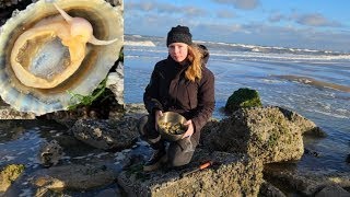 How to find free food on a beach limpets [upl. by Annoyek625]