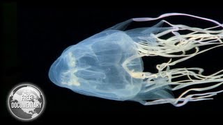 BOX Jellyfish  The Most Dangerous Sea Creature [upl. by Ane]