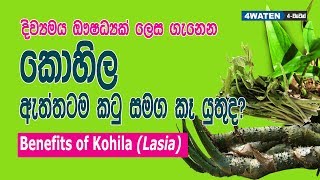 Kohila Benefits Lasia spinosa ඇත්තටම කොහිල කටු පිටින් කන්න ඕනෙද [upl. by Healion]