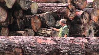 Corte nãoautorizado de madeira em área de assentamento do Incra [upl. by Ardnoed]