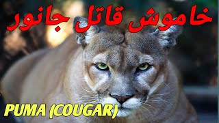 SILENT KILLER PUMA  PUMA ARGENTINE COUGAR lNORTH AMERICAN COUGAR COSTA RICAN COUGAR infopediajm [upl. by Irakab111]