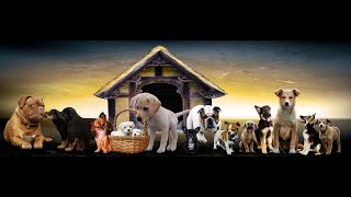 Odgłosy zwierząt domowych i dzikich dla dzieci  kot pies Animal sounds for children pets 动物的声音 [upl. by Waers792]