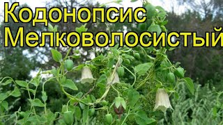 Кодонопсис мелковолосистый Краткий обзор описание характеристик codonopsis pilosula [upl. by Salomie]