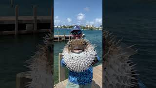 Biggest Pufferfish Ive Ever Seen [upl. by Myrtia]