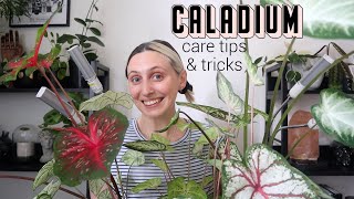 CALADIUM CARE TIPS amp TRICKS [upl. by Ellehcsor]