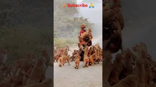 🙏 मेरी family भूख के चक्कर मेंमेरे ऊपर बैठ गई 🐒humanityrespect viralshort animals ytshorts 🙏🙏 [upl. by Yancy869]