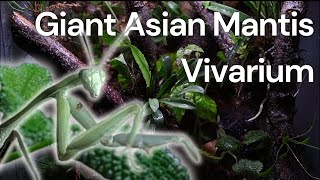 Building a Tropical Vivarium for Giant Asian Mantis [upl. by Sension268]