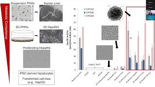 Hepatotoxicity Assays to evaluate botanical toxicity [upl. by Itsirk]