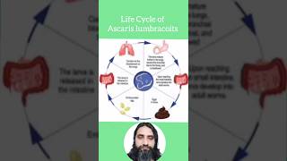 Life cycle of Ascaris lumbracoits worms ascaris [upl. by Glynda]