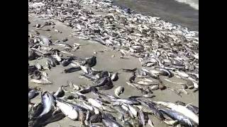 Indian River Lagoon Fish Kill [upl. by Alano441]