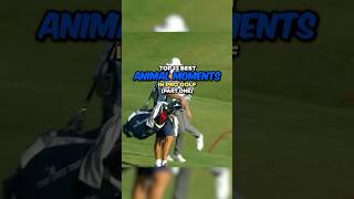 Top 13 Best Animal Moments in Pro Golf  Part 1 [upl. by Ahern197]