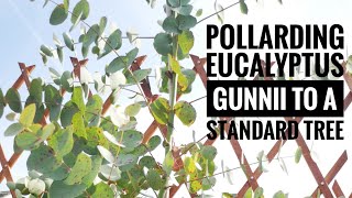 Pollarding amp pruning eucalyptus gunnii to a standard tree [upl. by Assyla]