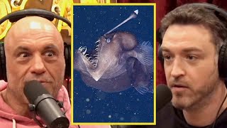 Joe Rogan quotOnly 10 of the Ocean Has Been Exploredquot [upl. by Gertrudis]