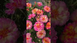 Beautiful portulaca flowers blooming howtogrowportulaca gardenflower [upl. by Jeff]