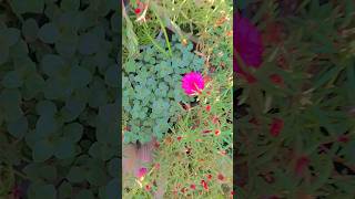 Gardening shorts video flowersplantnature Lovers 😍🌺🌹🌸 [upl. by Aggy66]