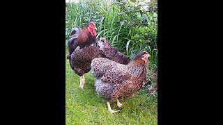 Blue Laced Red Wyandottes [upl. by Stephens687]