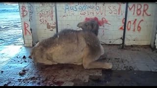 Prion Disease in Dromedary Camels Algeriavideo 2 [upl. by Elehcim]