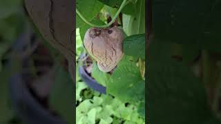 Healthy and Beautiful Hanging Purple Yam shortvideo nature ediblegarden chinesegarden garden [upl. by Sulokcin]