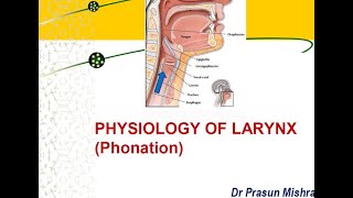 Physiology Of Larynx  Phonation [upl. by Golliner]