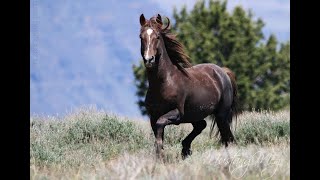 Wild Mustangs of the American West [upl. by Uttasta]