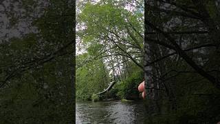 Giant trout fishing Ketchikan Alaska for salmon trout alaska salmon [upl. by Tremain]